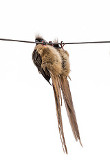 Image showing Speckled Mousebird hanging on wire