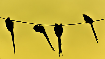 Image showing Speckled Mousebird hanging on wire