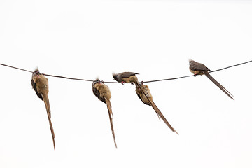 Image showing Speckled Mousebird hanging on wire