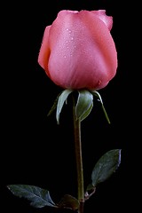 Image showing Pink Rose