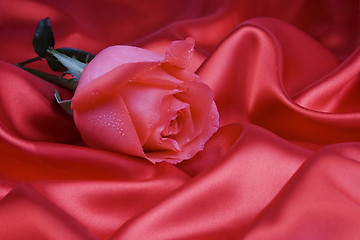 Image showing Rose with silk