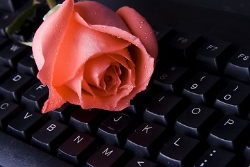 Image showing Rose On Computer Keyboard