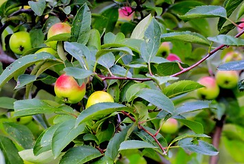 Image showing  beautiful apples