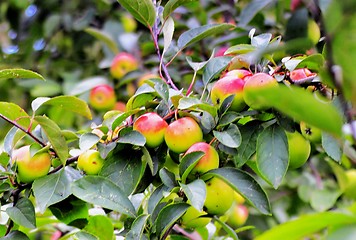 Image showing  beautiful apples