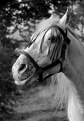 Image showing 28 yrs old Arabian horse - still smiling