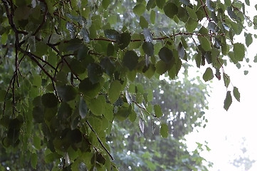 Image showing birch on rain