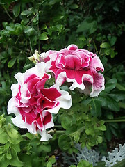 Image showing Double Petunia