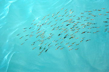 Image showing Fishes gobies near sea surface