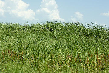 Image showing Overgrown thick cane