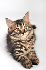 Image showing little kitten looking up