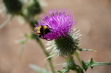 Image showing Bumble bee searching for nectar on a thistle