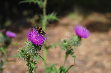 Image showing Bumblebee on Scottish emblem, the thistle