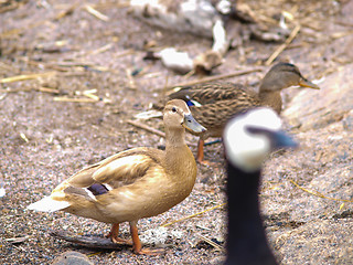 Image showing Light brown mallard duck