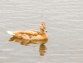 Image showing Light brown mallard duck