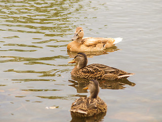 Image showing Light brown mallard duck