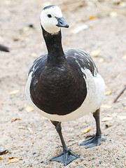 Image showing Barnacle goose at beach