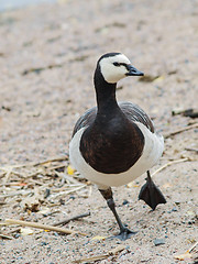 Image showing Barnacle goose at beach