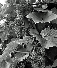 Image showing Wine