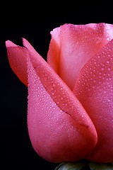 Image showing Pink Rose