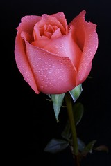 Image showing Pink Rose