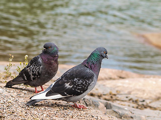 Image showing Blue-green pigeons