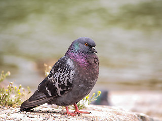 Image showing Blue-green pigeon