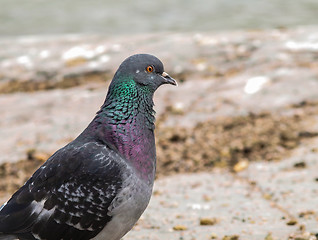 Image showing Blue-green pigeon