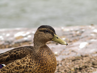 Image showing Female mallard duck