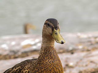 Image showing Female mallard duck