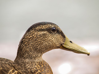 Image showing Female mallard duck