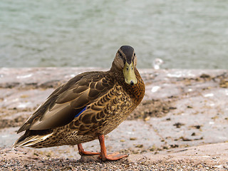 Image showing Female mallard duck