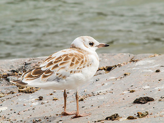 Image showing Young seagull