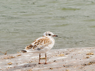 Image showing Young seagull