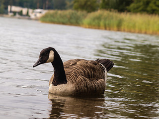 Image showing Barnacle goose