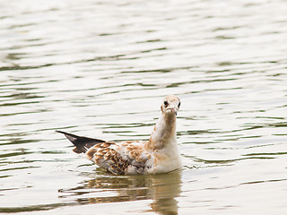 Image showing Young seagull