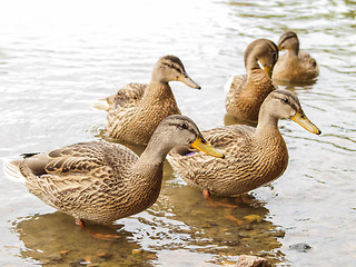 Image showing Female mallard duck