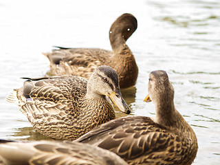 Image showing Female mallard duck