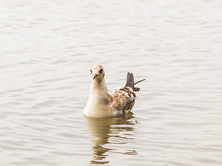 Image showing Young seagull