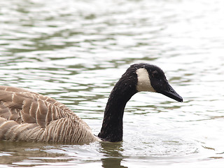 Image showing Barnacle goose