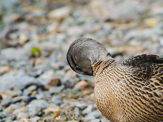 Image showing Female mallard duck