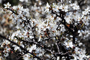 Image showing Spring flowers