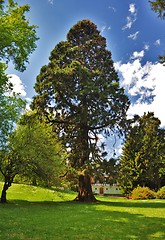 Image showing Giant pine