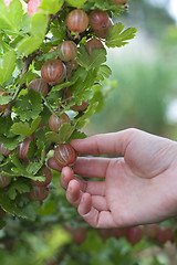 Image showing Gooseberries