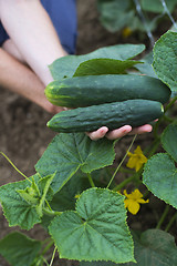 Image showing Cucumber