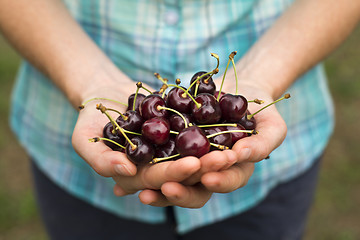 Image showing Cherries