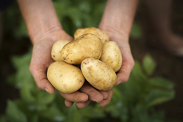 Image showing Potato