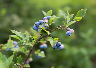 Image showing Blueberries