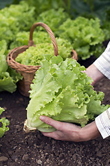 Image showing Salad