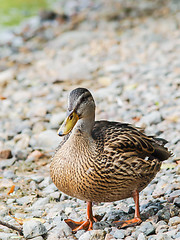 Image showing Female mallard duck