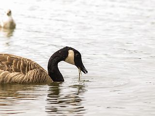 Image showing Barnacle goose